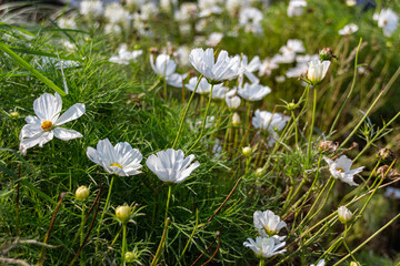 Blooming white garden cosmos flowers