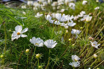 Blooming white garden cosmos flowers