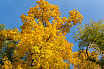 Beautiful yellow maple tree against the blue sky.