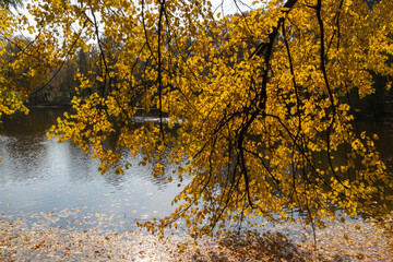 Beautiful autumn trees near the pond with ducks.