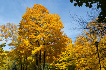 Beautiful yellow maple tree against the blue sky.