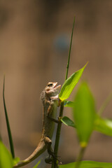 Closeup view of a Chameleon holding on to bamboo shoot
