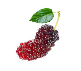 Fresh ripe black mulberry berry fruit with leaf on white © NIKCOA