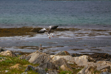 Greylag goose	