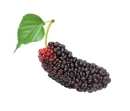 Fresh ripe black mulberry berry fruit with leaf on white