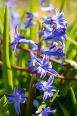 Hyacinthus Orientalis (common, garden, Dutch hyacinth) flowers close up with green background