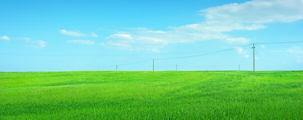 Field of green crops with electricity poles against light blue sky with clouds. Landscape panorama