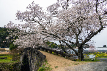 大窪橋と桜