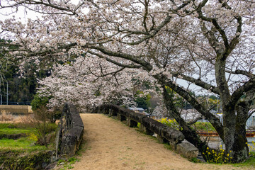 Fototapeta premium 大窪橋と桜