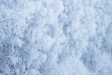 Frosty trees on a cold winter day in Estonia, Northern Europe