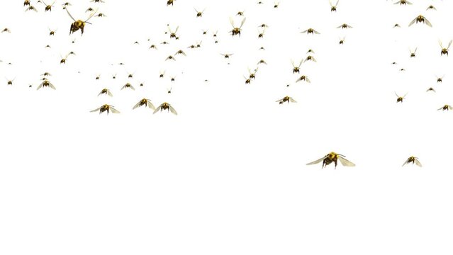 Swarm of Bees Fly Green Screen 3D Loop Background animation. bee collecting pollen from yellow flowers in beehive. Flying bees in the apiary. Beekeeping and working concept.