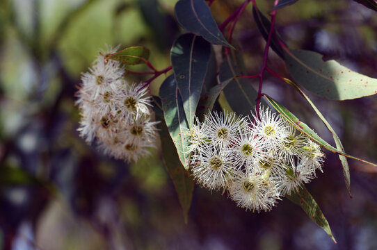 White Blossoms Of The Australian Native Red Bloodwood, Corymbia Gummifera, Family Myrtaceae, In Sydney Woodland, NSW.  Previously Known As Eucalyptus Gummifera. Endemic To East Coast Of Australia.