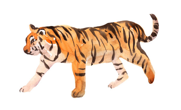 The tiger lies and looks attentively - portrait - watercolor drawing. On a white background isolated