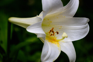Easter Lilies In Soft Low Key Lighting-4541
