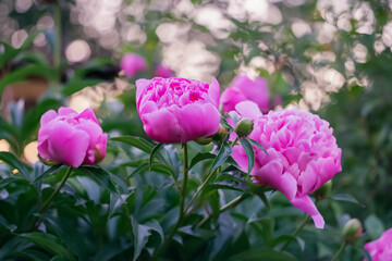 Fototapeta premium Blooming pink tree peony flower growing in garden. Selective focus