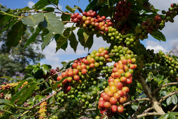 Close-up view of Arabica coffee beans ripe on red berry branches, industrial agriculture on trees...