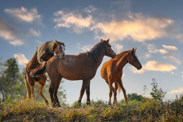 Herd of wild horses is breeding in a hill meadow.