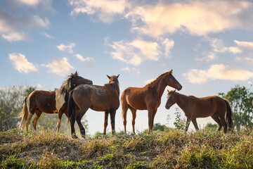 Fototapeta na wymiar Herd of wild horses is breeding in a hill meadow.
