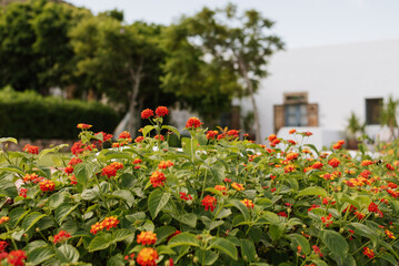 Set of orange and red lantana flowers, in the sunny exterior of the house in Cabo de Gata.