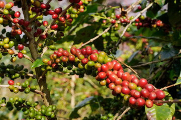 Close-up view of Arabica coffee beans ripe on red berry branches, industrial agriculture on trees in northern Thailand.