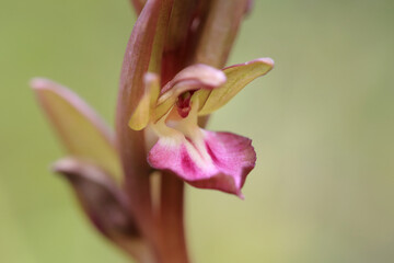 Fan-Lipped Orchid (Orchis collina) on the xerothermic grassland in Crete