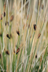 The Black bog rush on the salt beach near Episkopi (Crete, Greece)
