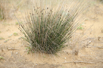 The Black bog rush on the salt beach near Episkopi (Crete, Greece)