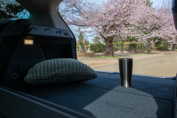 車の中から桜の花見　桜cherry blossom viewing from inside the car