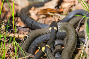 Group with Grass snakes that are lying in the sun and sunbathing