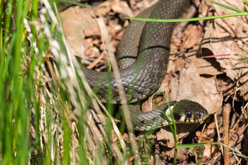 Grass snake in the grass a sunny day