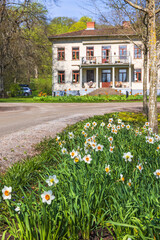 Park with flowering daffodils and a house