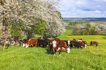 Grazing cows on a flowering meadow in the beautiful countryside