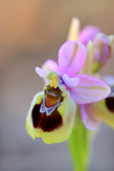 Saw-fly Orchid (Ophrys tenthredinifera) on xerothermic grassland in Crete
