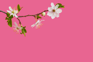 Obraz na płótnie Canvas blossoming tree branch apricots on a bright pink background, banner for advertising