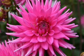 Dahlie