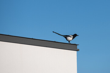 Bird on the roof of a private house