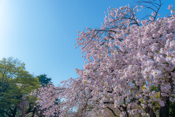 東京都新宿区にある新宿御苑に咲く満開の桜の景色