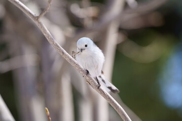 巣作り中のシマエナガ