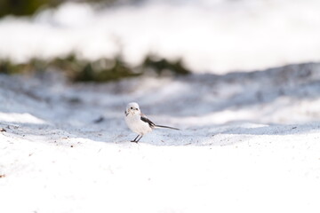 巣作り中のシマエナガ