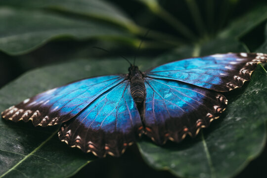 Blauer Morphofalter