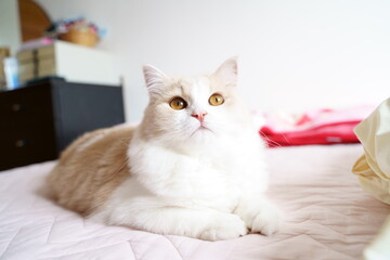 Fototapeta na wymiar かわいい猫