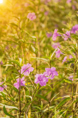 Field of purple flowers in the morning sun