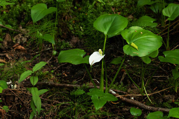A blooming Bog arum, Calla palustris in the middle of lush and wet boreal forest in Estonia, Northern Europe
