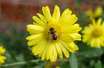 Bee on Dandelion