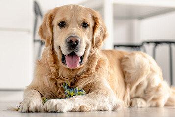 Golden retriever dog at home