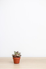 Very cute tiny succulent, Echeveria purpusorum, in a small brown pot on a wooden surface against a white background