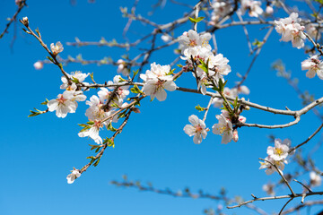 Almond tree branch full of white pink blossoms during spring time