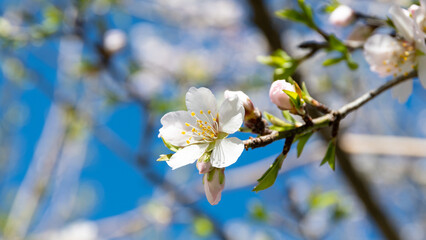 Obraz premium Almond tree branch full of white pink blossoms during spring time