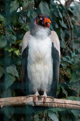 King vulture (Sarcoramphus papa) bird on tree branch