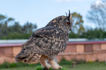 Eurasian Eagle Owl (Bubo bubo)